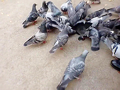 オヤジ臭大好きJK (モザイク)