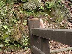 Maya Kawamura Amateur Provides Sexy Outdoor Blowjob In Sloppy Ways