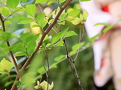 Kurumu​ hoshino​ cute girl