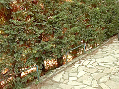 Best porn movie Brunette watch show