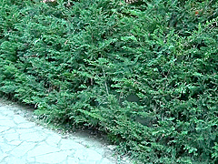 Best porn movie Brunette watch show