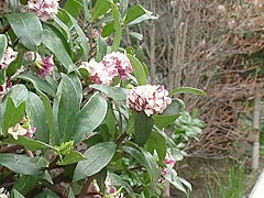 Wife lusts after her sexually empowered father-in-law