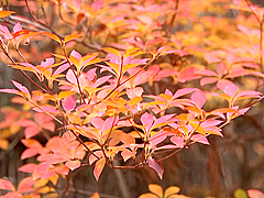 [NEM-033] Ono Sachiko - True / Abnormal Sexual Intercourse Yosoji Mother And Child That No. 9