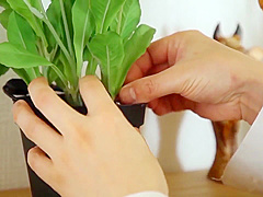 Nsps-972 Cuckold Husband Peeping A Wifes Foolery