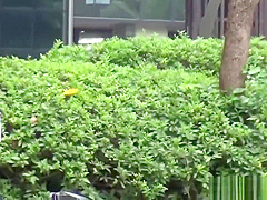 Naughty Asians pissing outdoors