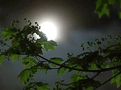 Asian Nasty Damsel Amateur Porn Video