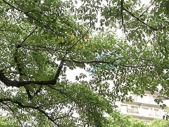 Jul-346 抱かれたくない男に死にたくなるほどイカされて 白石茉莉奈