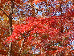 Snis-104 Mosaic Removed - Akiho Yoshizawa