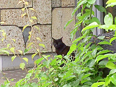 Mond-245 Longing Female Boss And - Shiori Tsukada