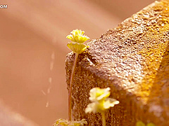 Sweaty Summer Eng Sub