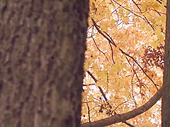 Midv-387 My Daughter-in-laws Unequaled J-line Stepdaug