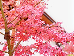 Japanese Mature Step Mom Is Hotter Than Sun