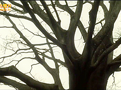 Crazy Porn Movie Milf Try To Watch For Uncut