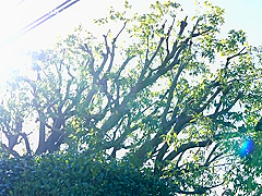 Hottest Sex Movie Creampie Fantastic Uncut - Hikari Ninomiya