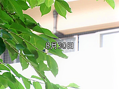 WJDZ13 Good Japanese sex BABE