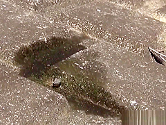 Uniformed Asian Sluts Pee Outdoors