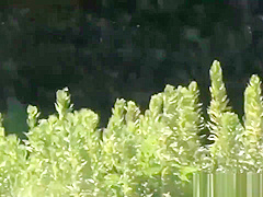 Uniformed Asian Sluts Pee Outdoors