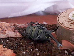 04218 Neighbor and creampie SEX