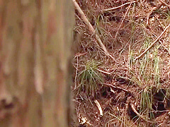 Incredible Porn Video Red Head Fantastic Uncut