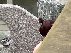 korean panty hunter voyer6