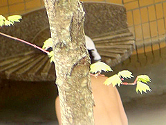 korean panty hunter voyer6