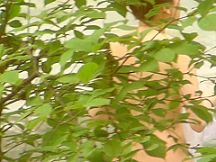 korean panty hunter voyer7