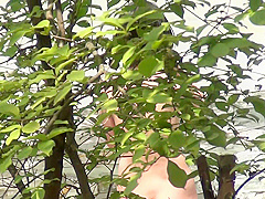 korean panty hunter voyer7