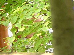 korean panty hunter voyer7