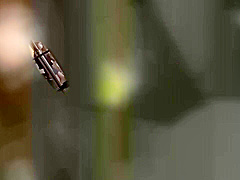 0012334_強制 側位 強姦などが含まれている