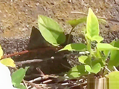 Japanese teens urinating outdoors