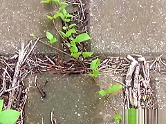 Japanese teens urinating outdoors