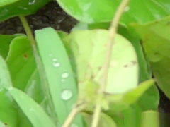 Japanese teens urinating outdoors
